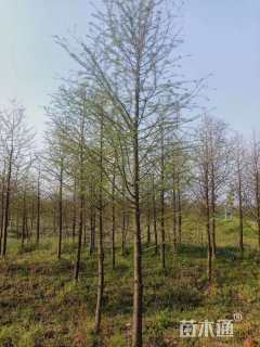 4公分墨西哥落羽杉