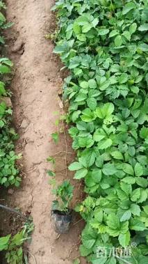 100厘米五叶地锦