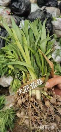 高度25厘米大花萱草