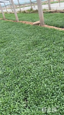 高度10厘米五彩石竹