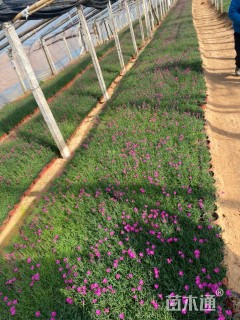 高度5厘米欧石竹