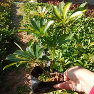 高度25厘米花叶鸭脚木