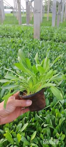 高度10厘米天人菊