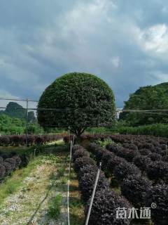 22公分桂花