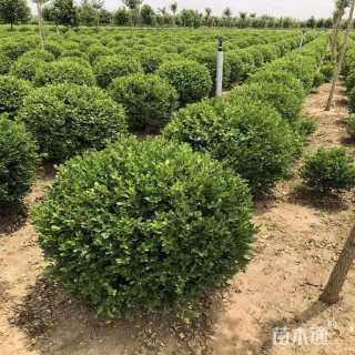 冠幅150厘米小叶黄杨球