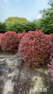 冠幅150厘米红叶石楠球