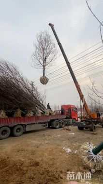 12公分美国红枫-红冠