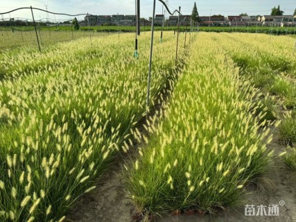 高度25厘米小兔子狼尾草