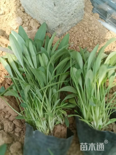 高度15厘米金鸡菊