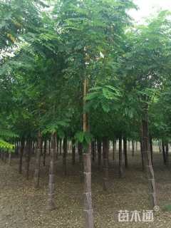 10公分嫁接香花槐