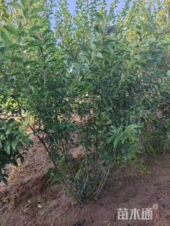 高度100厘米麦李