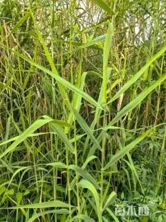 高度30厘米芦苇