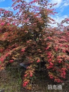 10公分日本红枫