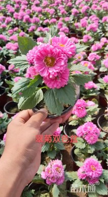 高度20厘米菊花