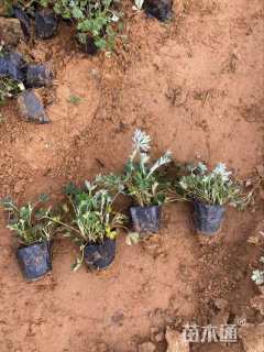 高度12厘米委陵菜