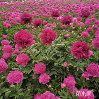 高度70厘米芍药