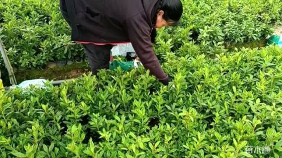高度35厘米毛鹃
