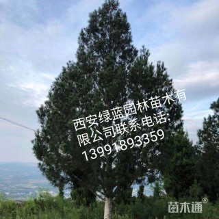 高度600厘米白皮松