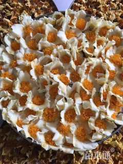 高度300厘米金花茶