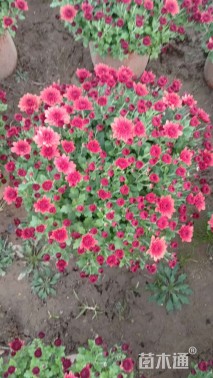 高度20厘米球菊