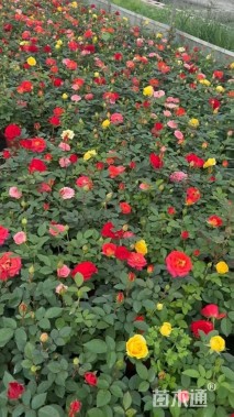 高度25厘米欧洲月季