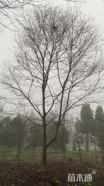 25公分朴树