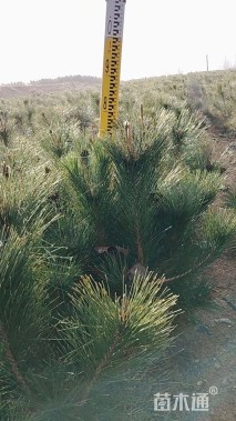 高度80厘米油松