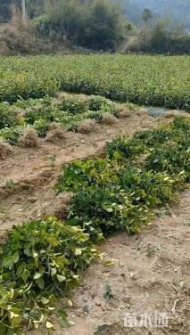 高度15厘米油茶小苗
