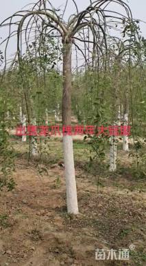 12公分龙爪槐