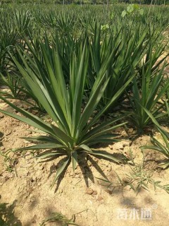 高度40厘米剑麻