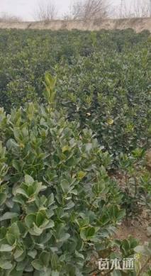 冠幅100厘米大叶黄杨球