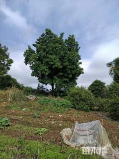 18公分香泡