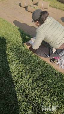 草卷状草皮