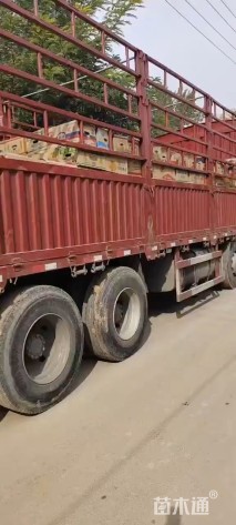 高度20厘米芙蓉葵