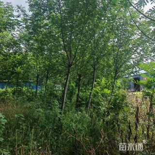 12公分枫杨