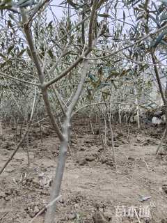 2公分油橄榄