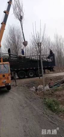 12公分速生白蜡