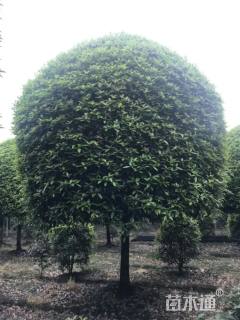 20公分桂花