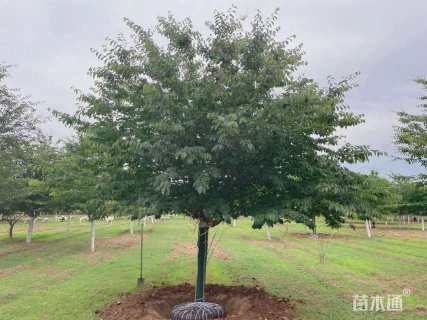 26公分高杆早樱