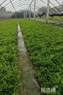 高度25厘米木春菊