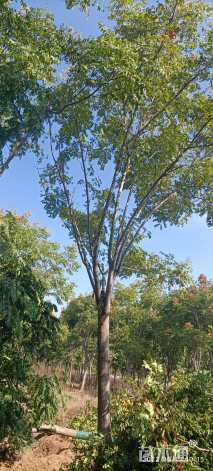 20公分黄山栾树