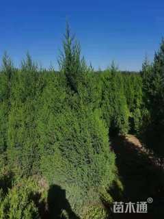 高度250厘米桧柏