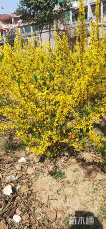 高度60厘米连翘