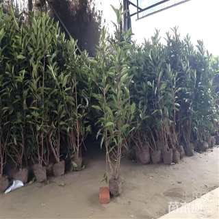 高度150厘米法国冬青