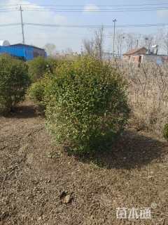 冠幅180厘米小叶女贞球