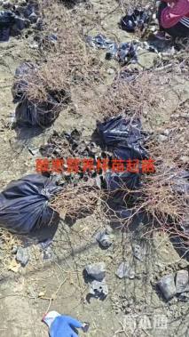 高度25厘米酸枣