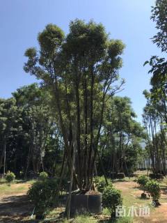 20公分多杆香樟