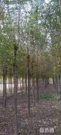 9公分榆树