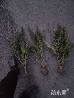 高度50厘米水腊