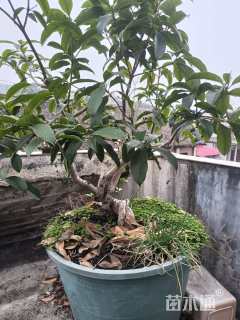 30公分桂花